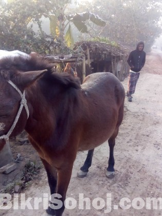 একটি রেসিং মাদী ঘোড়া বিক্রি করা হবে , ৯ মাসের গাভী